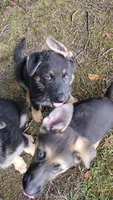 Yogi AKC, a male German Shepherd Dog for sale in Chardon, OH – 7 of 10