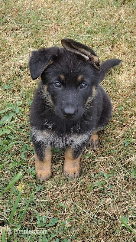 Samantha  – German Shepherd Dog puppy for sale in Chardon, OH