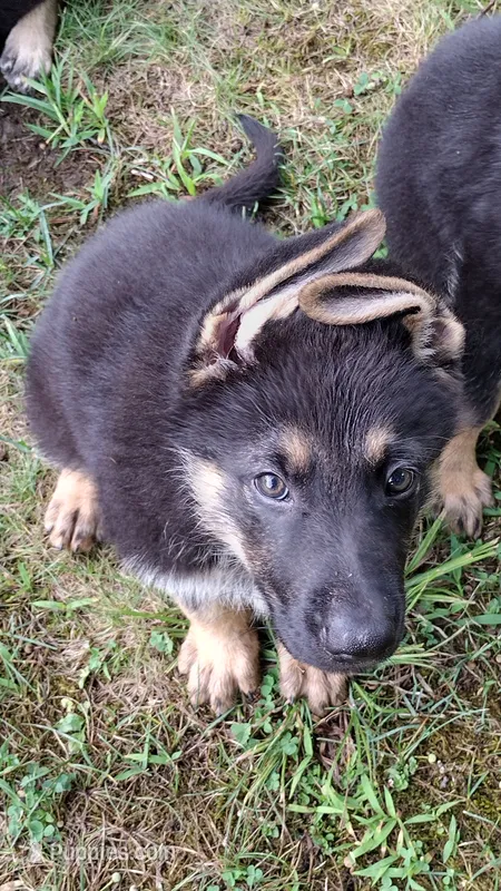 Marmaduke  – German Shepherd Dog puppy for sale in Chardon, OH