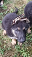 Marmaduke AKC, a male German Shepherd Dog for sale in Chardon, OH – 1 of 9