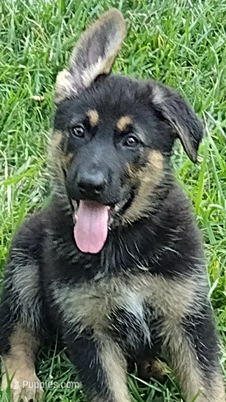 Scooby Doo AKC – German Shepherd Dog puppy for sale in Chardon, OH