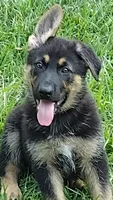 Scooby Doo AKC, a male German Shepherd Dog for sale in Chardon, OH – 1 of 6