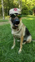 Marmaduke AKC, a male German Shepherd Dog for sale in Chardon, OH – 9 of 9