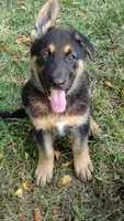 Maximus , a male German Shepherd Dog for sale in Chardon, OH – 6 of 6