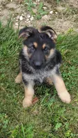 Yogi, a male German Shepherd Dog for sale in Chardon, OH – 2 of 6