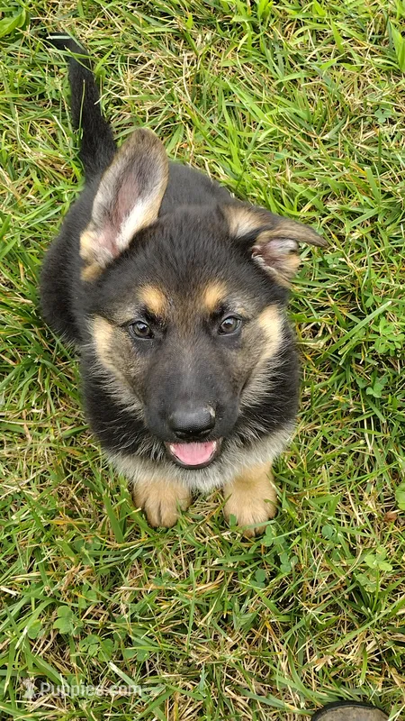Marmaduke  – German Shepherd Dog puppy for sale in Chardon, OH