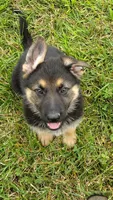 Marmaduke , a male German Shepherd Dog for sale in Chardon, OH – 1 of 5