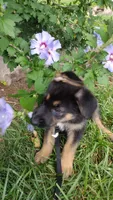 Yogi, a male German Shepherd Dog for sale in Chardon, OH – 6 of 6