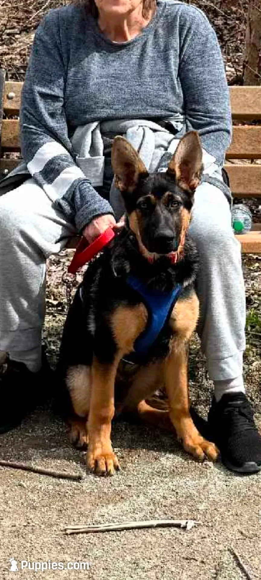 Maximus , a male German Shepherd Dog for sale in Chardon, OH – 5 of 6
