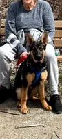 Grizz, a male German Shepherd Dog for sale in Chardon, OH – 4 of 4