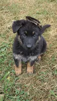 Grizz, a male German Shepherd Dog for sale in Chardon, OH – 1 of 4