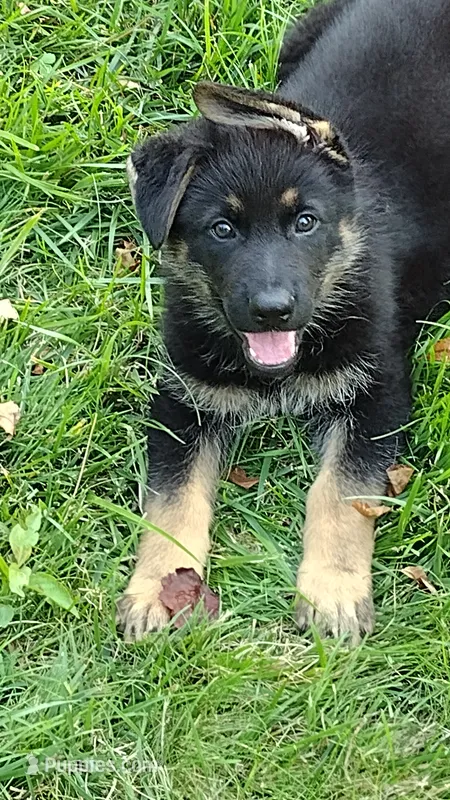 Grizz – German Shepherd Dog puppy for sale in Chardon, OH