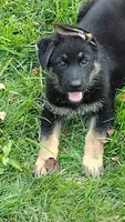 Maximus , a male German Shepherd Dog for sale in Chardon, OH – 1 of 6