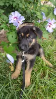 Marmaduke , a male German Shepherd Dog for sale in Chardon, OH – 2 of 5