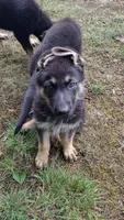 Yogi AKC, a male German Shepherd Dog for sale in Chardon, OH – 8 of 10