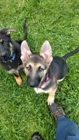 Amy AKC, a female German Shepherd Dog for sale in Chardon, OH – 3 of 10