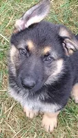 Amy AKC, a female German Shepherd Dog for sale in Chardon, OH – 10 of 10