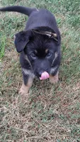 Grizz, a male German Shepherd Dog for sale in Chardon, OH – 2 of 4