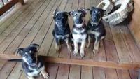 Amy AKC, a female German Shepherd Dog for sale in Chardon, OH – 4 of 10