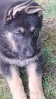 Scooby Doo AKC, a male German Shepherd Dog for sale in Chardon, OH – 2 of 6