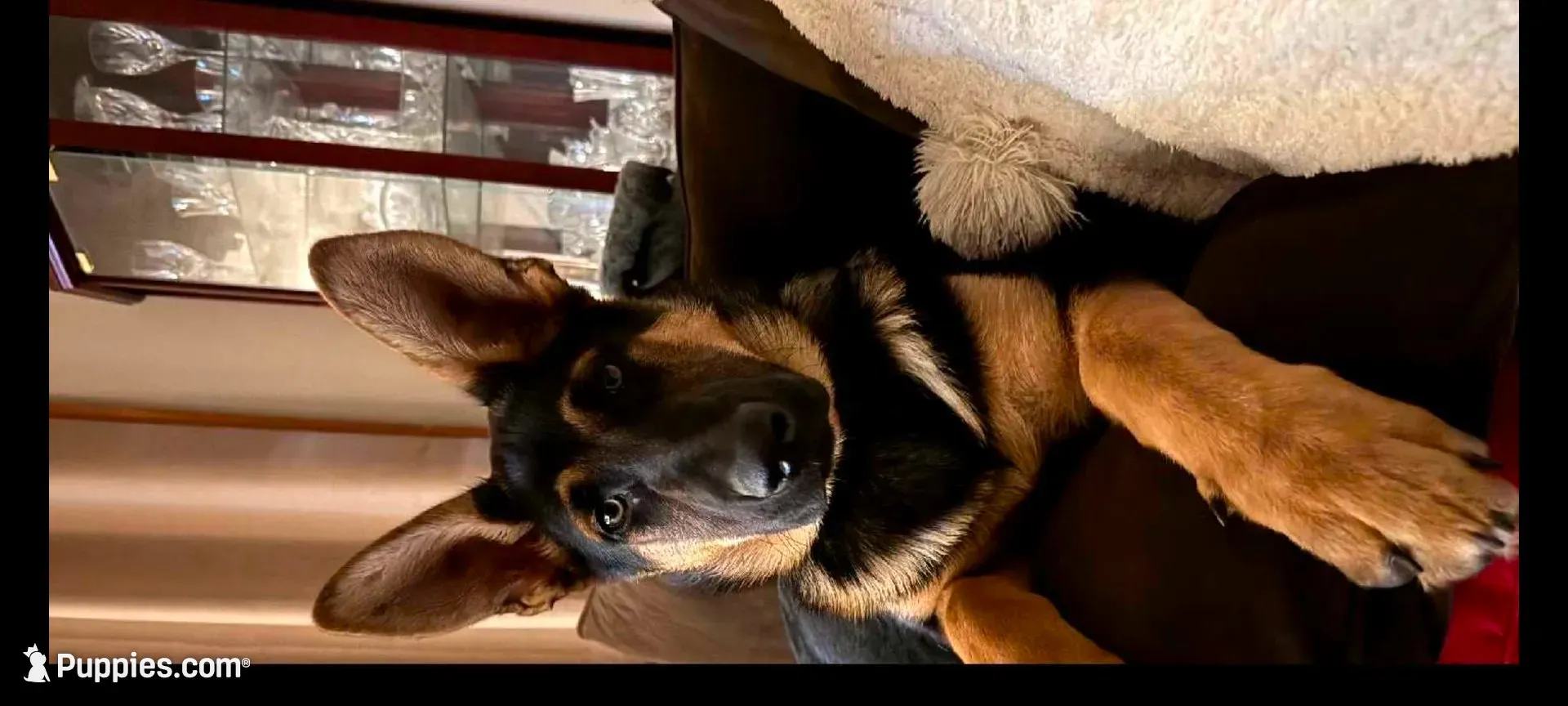 Scooby Doo AKC, a male German Shepherd Dog for sale in Chardon, OH – 4 of 6