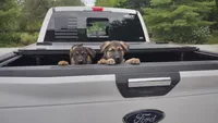 Scooby Doo, a male German Shepherd Dog for sale in Chardon, OH – 6 of 6