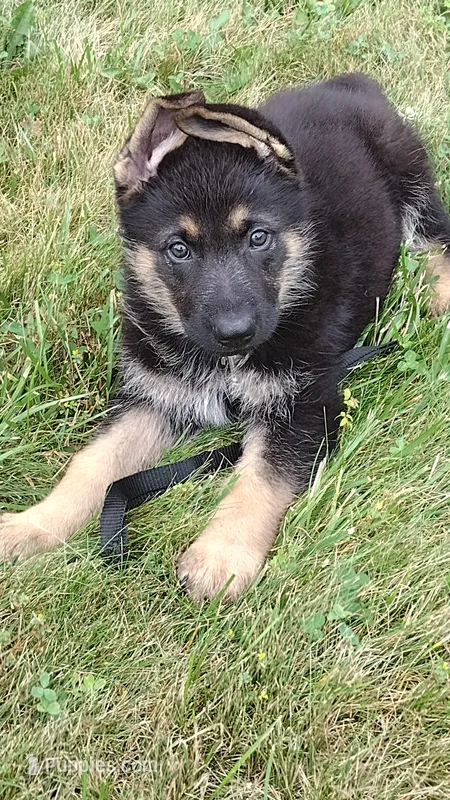 Yogi – German Shepherd Dog puppy for sale in Chardon, OH