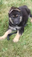 Yogi, a male German Shepherd Dog for sale in Chardon, OH – 1 of 6