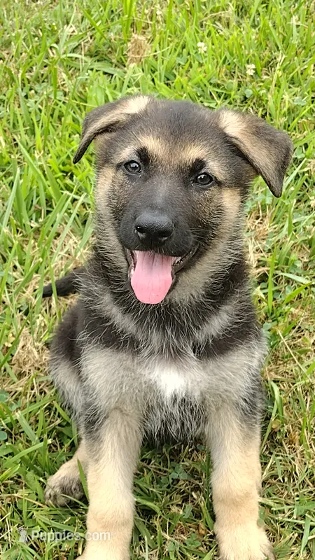 Scooby Doo – German Shepherd Dog puppy for sale in Chardon, OH
