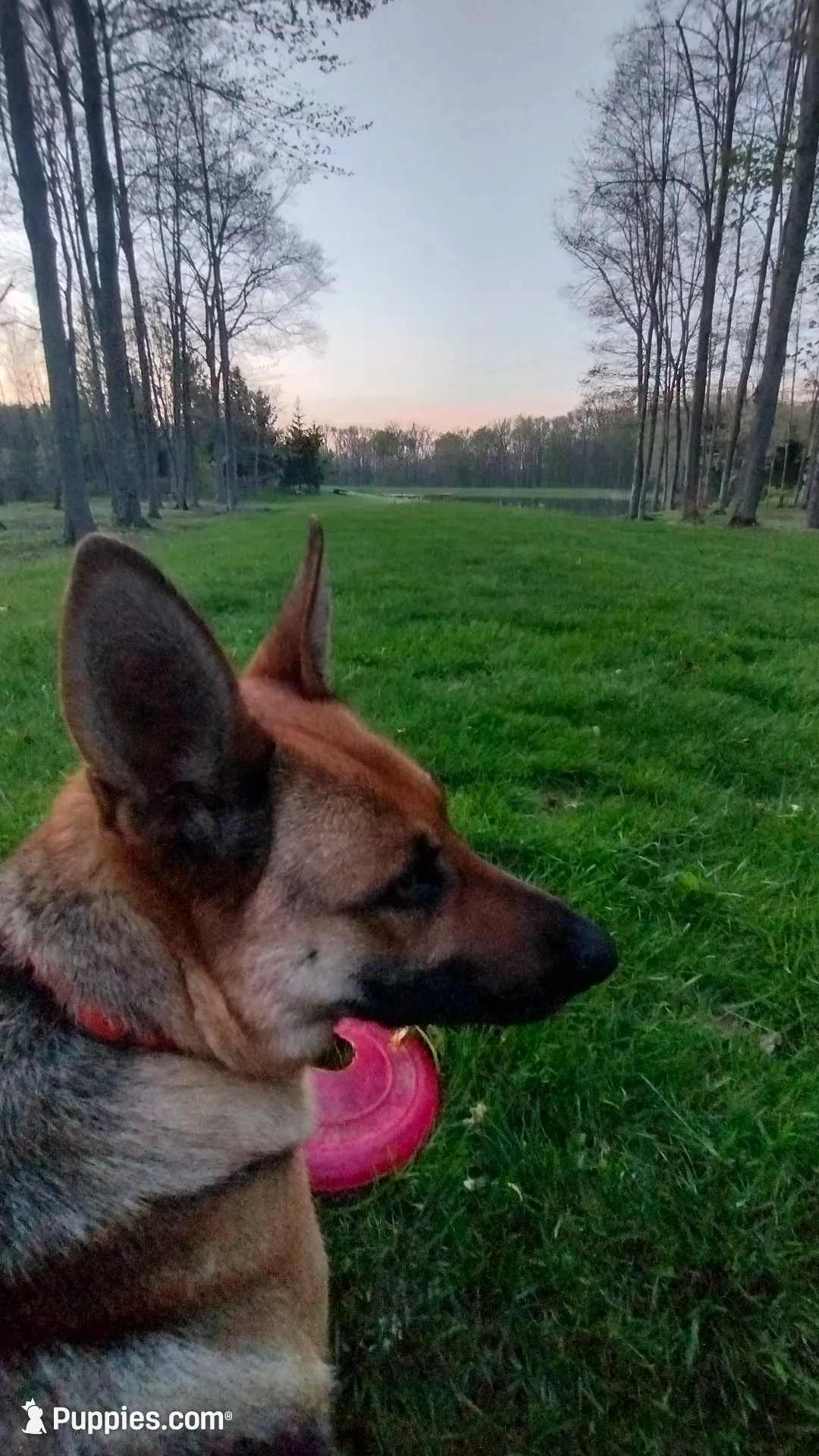 Amy AKC, a female German Shepherd Dog for sale in Chardon, OH – 4 of 7
