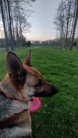 Samantha , a female German Shepherd Dog for sale in Chardon, OH – 4 of 5