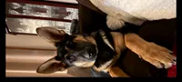 Yogi, a male German Shepherd Dog for sale in Chardon, OH – 5 of 6