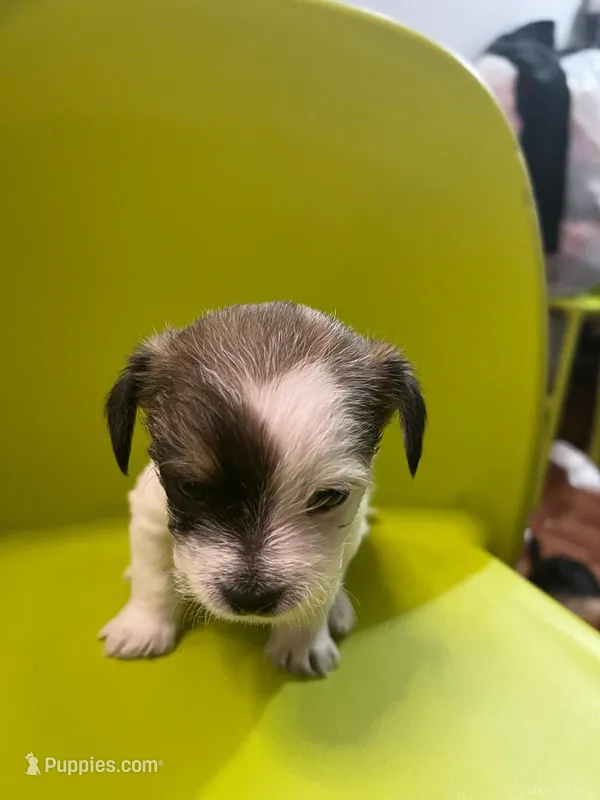 No name  – Chihuahua puppy for sale in Borough Park, NY