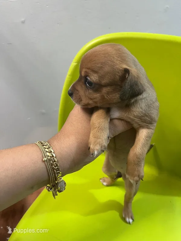 No name  – Chihuahua puppy for sale in Borough Park, NY