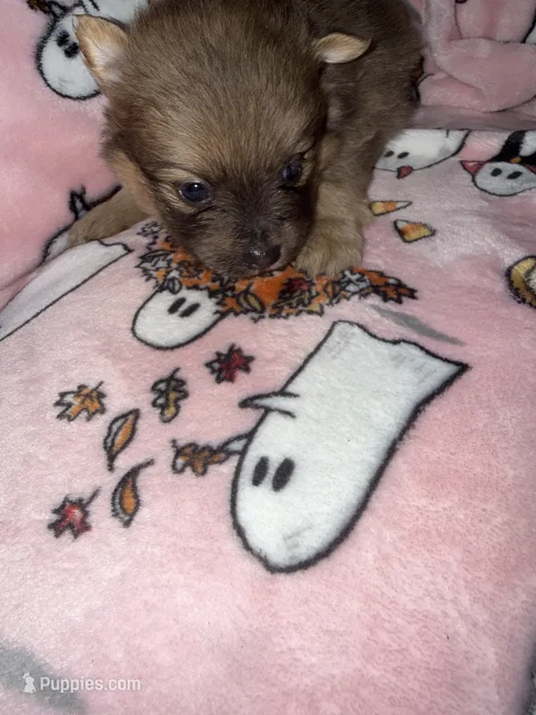 Romeo – Pomeranian puppy for sale in Columbus, OH