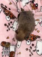 Romeo, a male Pomeranian for sale in Columbus, OH – 3 of 3