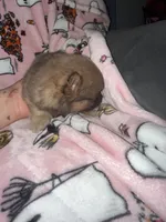 Bella, a female Pomeranian for sale in Columbus, OH – 2 of 3