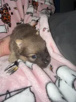 Bella, a female Pomeranian for sale in Columbus, OH – 1 of 3