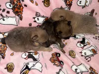 Bella, a female Pomeranian for sale in Columbus, OH – 3 of 3