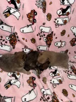 Romeo, a male Pomeranian for sale in Columbus, OH – 2 of 3