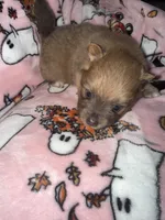 Juliet, a female Pomeranian for sale in Columbus, OH – 2 of 3