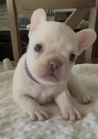 PEARL, a female French Bulldog for sale in Wildomar, CA – 3 of 4