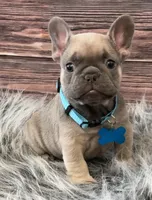Teal collar, a male French Bulldog for sale in Wildomar, CA – 6 of 6