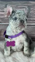 Purple Collar, a female French Bulldog for sale in Wildomar, CA – 3 of 8