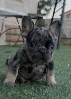 Tan collar, a male French Bulldog for sale in Wildomar, CA – 3 of 9