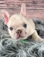 Green Collar, a male French Bulldog for sale in Wildomar, CA – 4 of 8