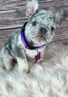 Purple Collar, a female French Bulldog for sale in Wildomar, CA – 4 of 8