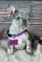 Purple Collar, a female French Bulldog for sale in Wildomar, CA – 6 of 8