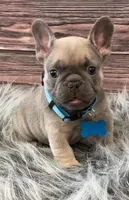 Teal collar, a male French Bulldog for sale in Wildomar, CA – 5 of 6