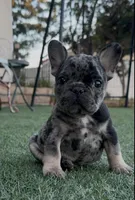 Tan collar, a male French Bulldog for sale in Wildomar, CA – 7 of 9